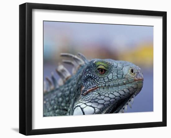 Iguana, Curacao, Caribbean-Greg Johnston-Framed Premium Photographic Print