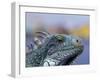 Iguana, Curacao, Caribbean-Greg Johnston-Framed Photographic Print