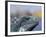 Iguana, Curacao, Caribbean-Greg Johnston-Framed Photographic Print