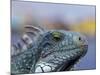 Iguana, Curacao, Caribbean-Greg Johnston-Mounted Photographic Print