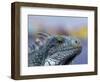 Iguana, Curacao, Caribbean-Greg Johnston-Framed Photographic Print