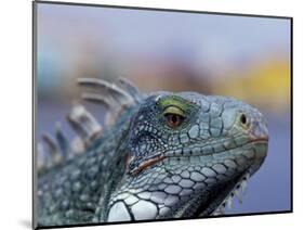 Iguana, Curacao, Caribbean-Greg Johnston-Mounted Photographic Print