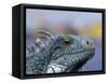 Iguana, Curacao, Caribbean-Greg Johnston-Framed Stretched Canvas