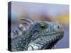 Iguana, Curacao, Caribbean-Greg Johnston-Stretched Canvas