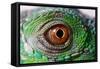 Iguana Eye-NagyDodo-Framed Stretched Canvas