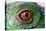 Iguana Eye-NagyDodo-Stretched Canvas