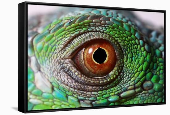 Iguana Eye-NagyDodo-Framed Stretched Canvas