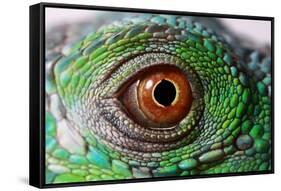 Iguana Eye-NagyDodo-Framed Stretched Canvas