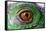 Iguana Eye-NagyDodo-Framed Stretched Canvas