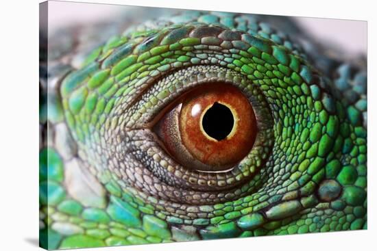 Iguana Eye-NagyDodo-Stretched Canvas