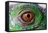 Iguana Eye-NagyDodo-Framed Stretched Canvas