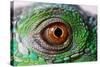 Iguana Eye-NagyDodo-Stretched Canvas