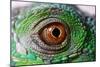 Iguana Eye-NagyDodo-Mounted Photographic Print