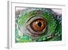 Iguana Eye-NagyDodo-Framed Photographic Print