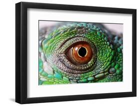 Iguana Eye-NagyDodo-Framed Photographic Print