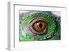 Iguana Eye-NagyDodo-Framed Photographic Print