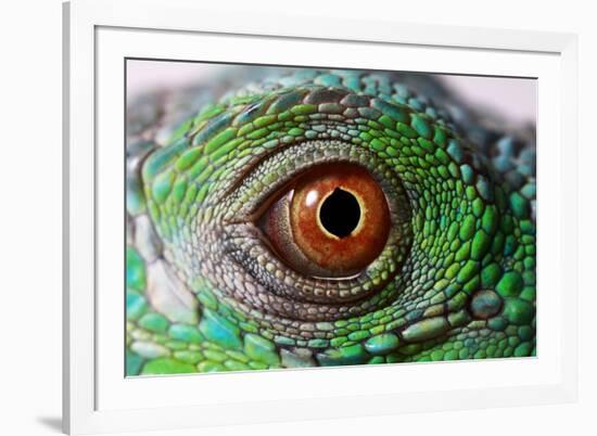 Iguana Eye-NagyDodo-Framed Photographic Print