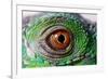 Iguana Eye-NagyDodo-Framed Photographic Print