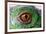 Iguana Eye-NagyDodo-Framed Photographic Print