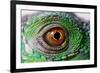 Iguana Eye-NagyDodo-Framed Photographic Print
