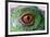 Iguana Eye-NagyDodo-Framed Photographic Print