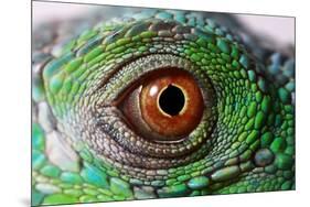 Iguana Eye-NagyDodo-Mounted Photographic Print
