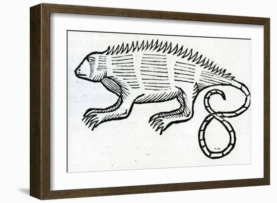 Iguana from 'La Historia General De Las Indias' 1547-Christopher Columbus-Framed Giclee Print