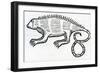 Iguana from 'La Historia General De Las Indias' 1547-Christopher Columbus-Framed Giclee Print