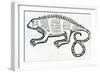 Iguana from 'La Historia General De Las Indias' 1547-Christopher Columbus-Framed Giclee Print