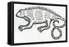 Iguana from 'La Historia General De Las Indias' 1547-Christopher Columbus-Framed Stretched Canvas