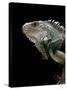 Iguana Iguana (Green Iguana)-Paul Starosta-Stretched Canvas
