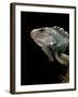 Iguana Iguana (Green Iguana)-Paul Starosta-Framed Photographic Print