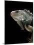 Iguana Iguana (Green Iguana)-Paul Starosta-Mounted Photographic Print