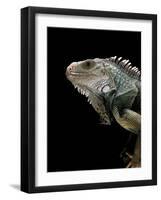 Iguana Iguana (Green Iguana)-Paul Starosta-Framed Photographic Print