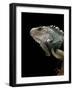 Iguana Iguana (Green Iguana)-Paul Starosta-Framed Photographic Print