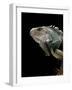 Iguana Iguana (Green Iguana)-Paul Starosta-Framed Photographic Print