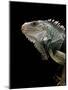 Iguana Iguana (Green Iguana)-Paul Starosta-Mounted Photographic Print