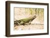 Iguana on St. Thomas-Macduff Everton-Framed Photographic Print