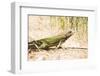 Iguana on St. Thomas-Macduff Everton-Framed Photographic Print