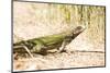 Iguana on St. Thomas-Macduff Everton-Mounted Photographic Print