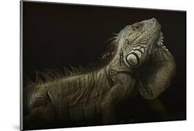 Iguana Profile-Aleksandar Milosavljevic-Mounted Giclee Print