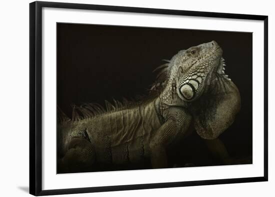 Iguana Profile-Aleksandar Milosavljevic-Framed Giclee Print