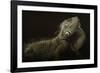 Iguana Profile-Aleksandar Milosavljevic-Framed Giclee Print