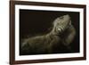 Iguana Profile-Aleksandar Milosavljevic-Framed Giclee Print