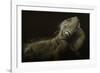 Iguana Profile-Aleksandar Milosavljevic-Framed Giclee Print