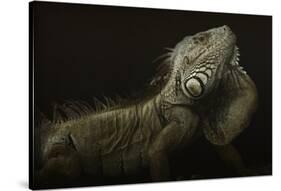 Iguana Profile-Aleksandar Milosavljevic-Stretched Canvas