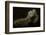 Iguana Profile-Aleksandar Milosavljevi?-Framed Photographic Print