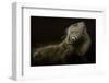 Iguana Profile-Aleksandar Milosavljevi?-Framed Photographic Print