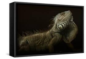 Iguana Profile-Aleksandar Milosavljevi?-Framed Stretched Canvas