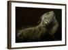 Iguana Profile-Aleksandar Milosavljevi?-Framed Photographic Print